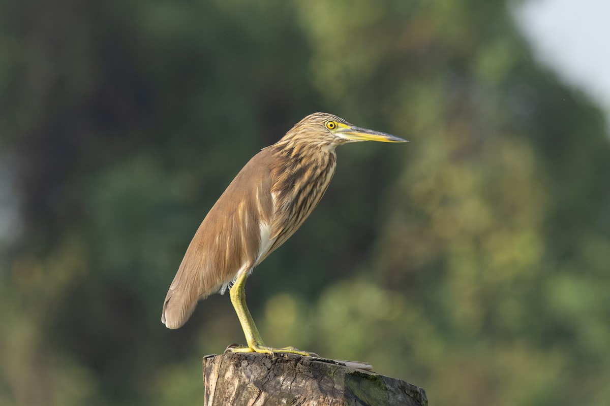 Indian Pond-Heron - ML643982352