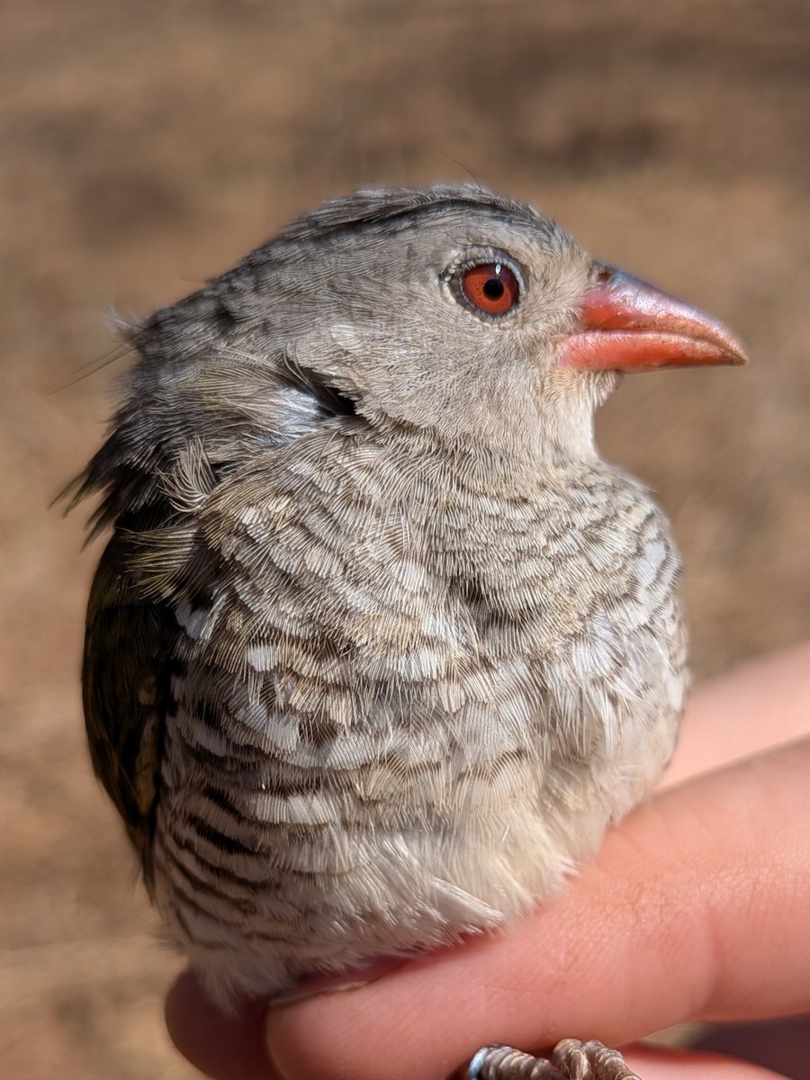 Green-winged Pytilia - ML643982356