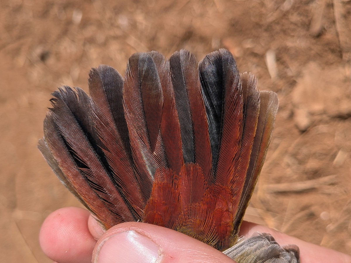 Green-winged Pytilia - ML643982357
