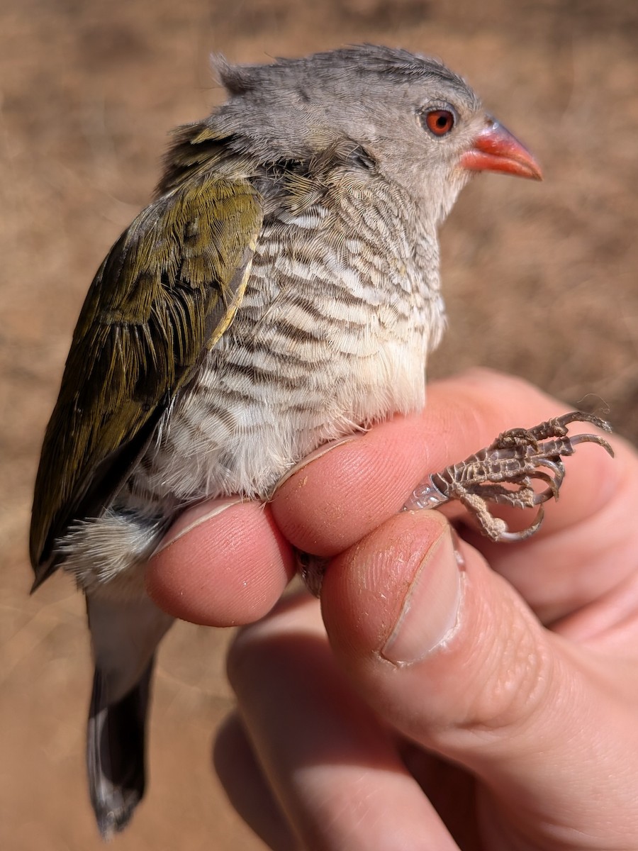 Green-winged Pytilia - ML643982358