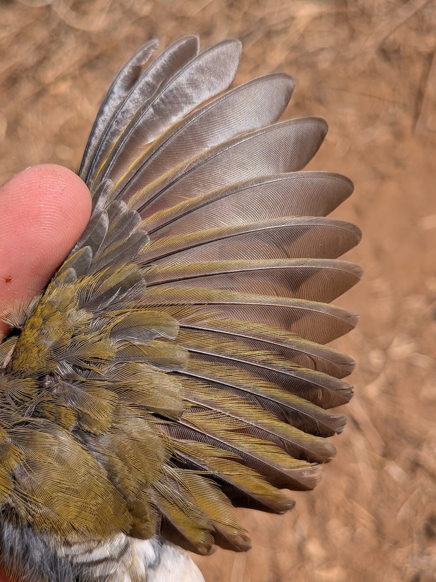 Green-winged Pytilia - ML643982359