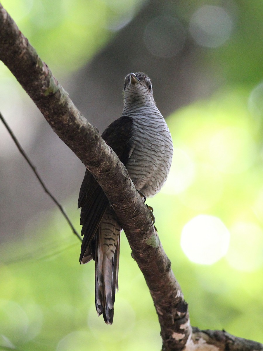 Banded Bay Cuckoo - ML643982366