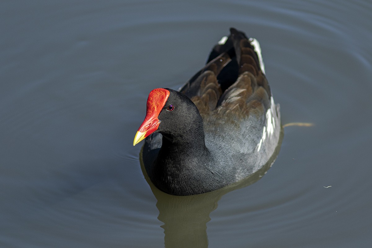 Common Gallinule - ML643982388