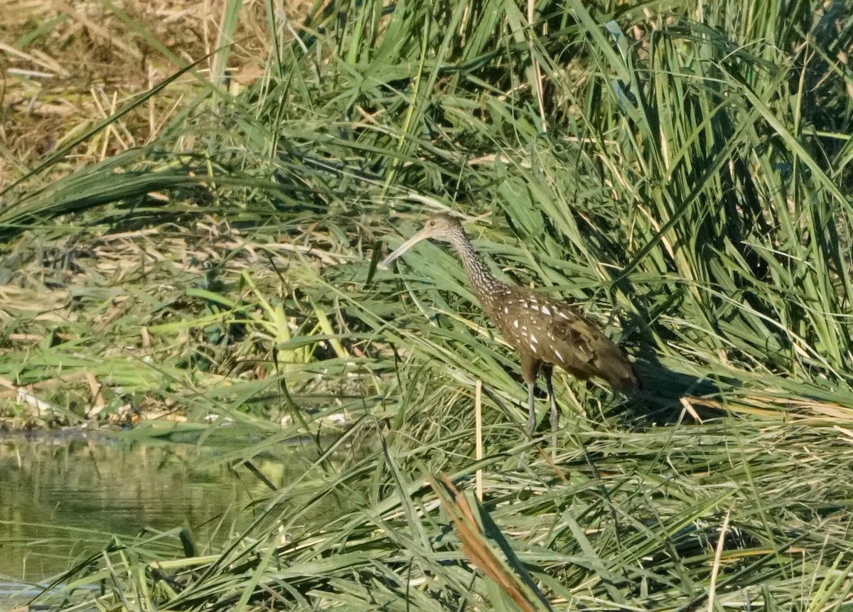 Limpkin - ML643982440