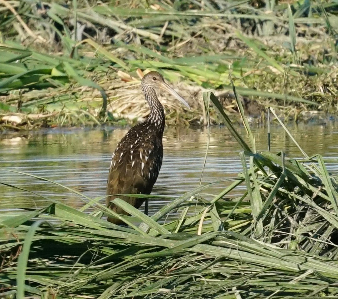 Limpkin - ML643982442