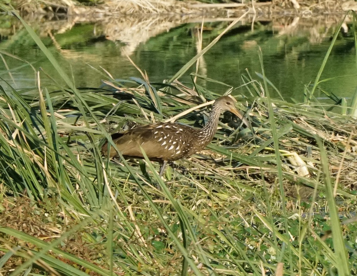 Limpkin - ML643982443