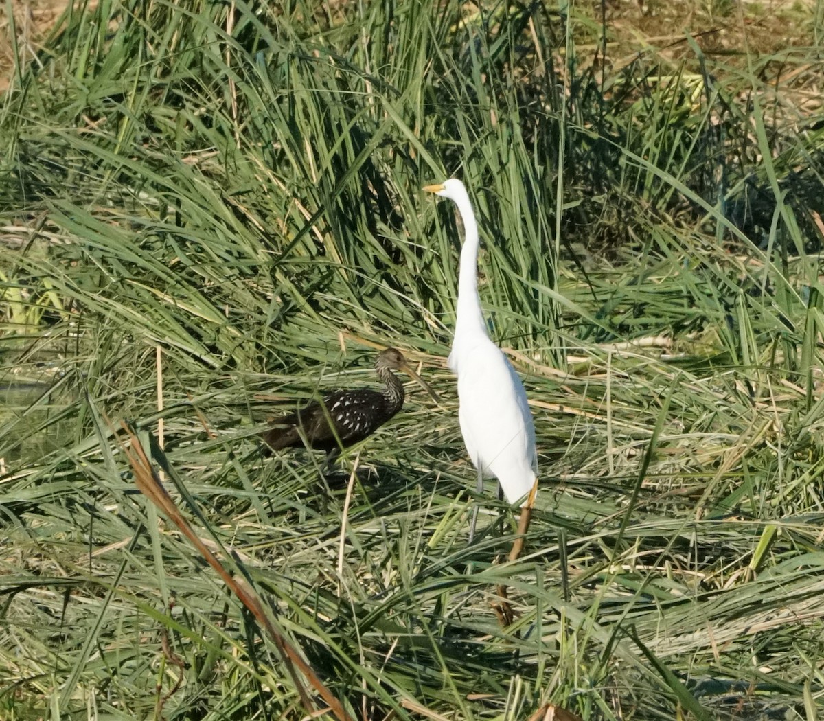 Limpkin - ML643982444