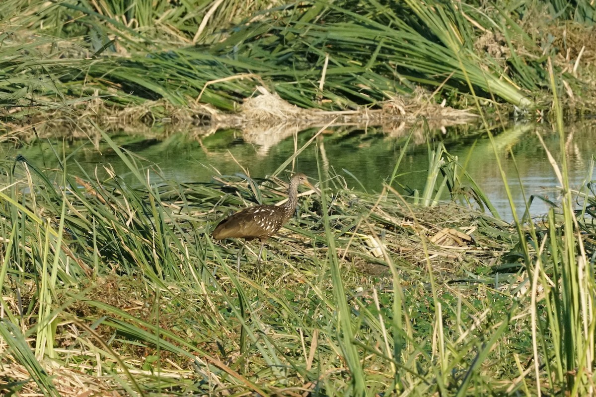 Limpkin - ML643982445