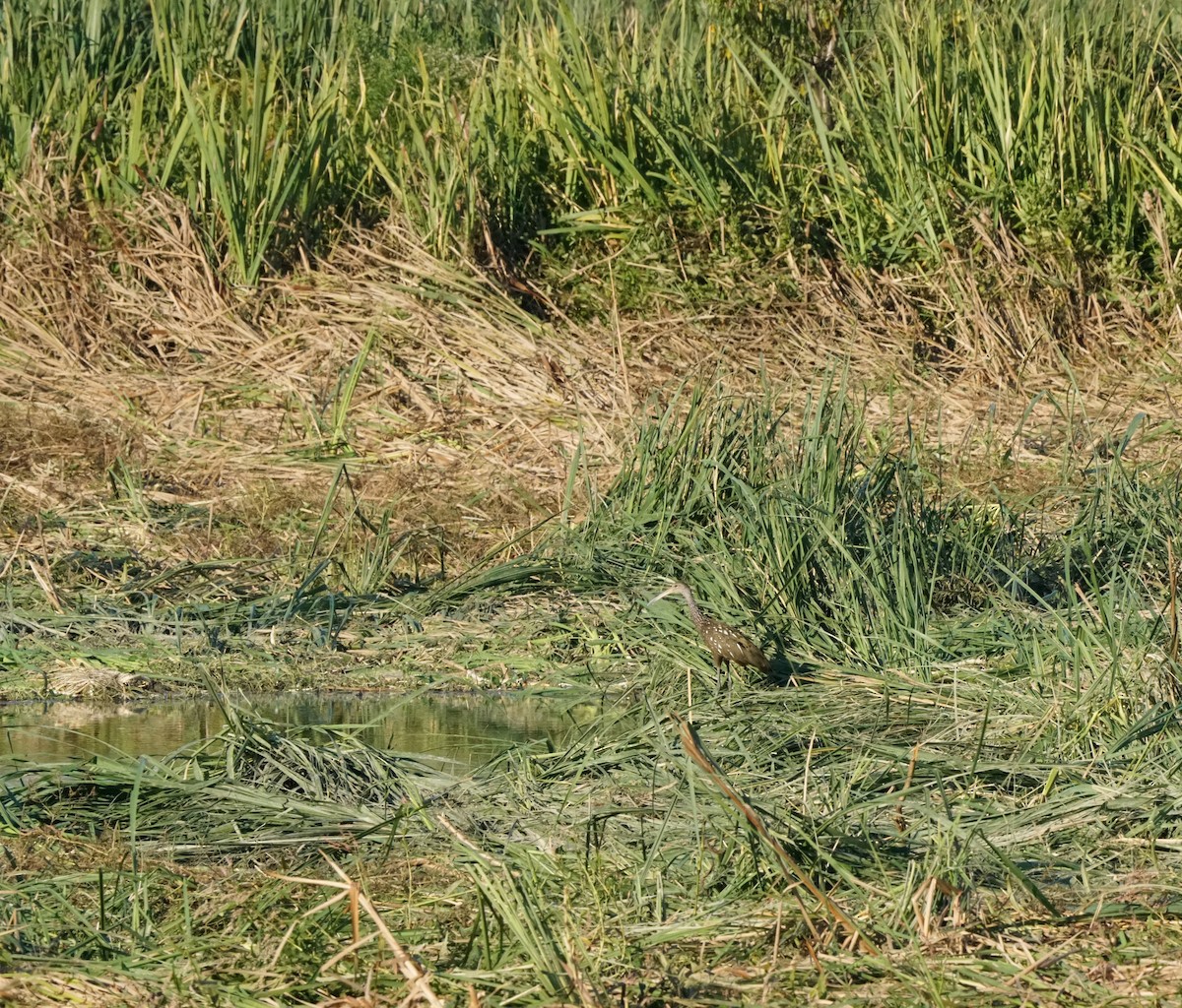 Limpkin - ML643982446