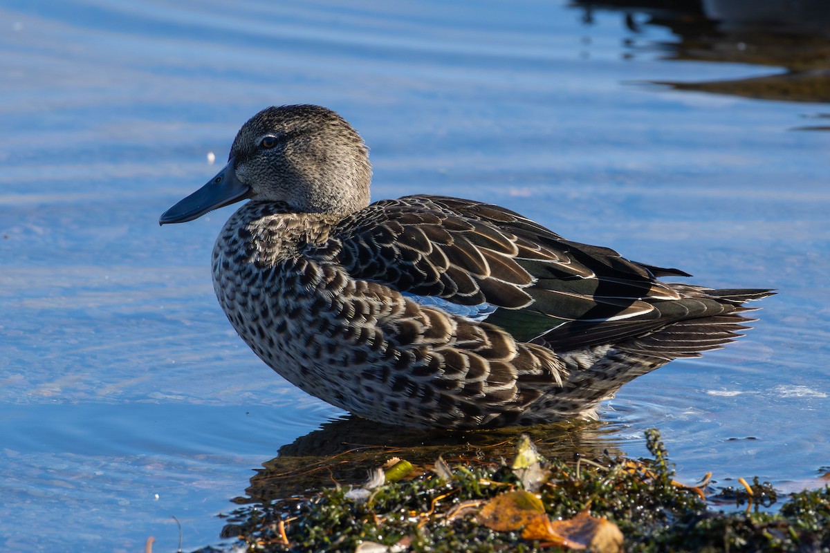 Blue-winged Teal - ML643982505