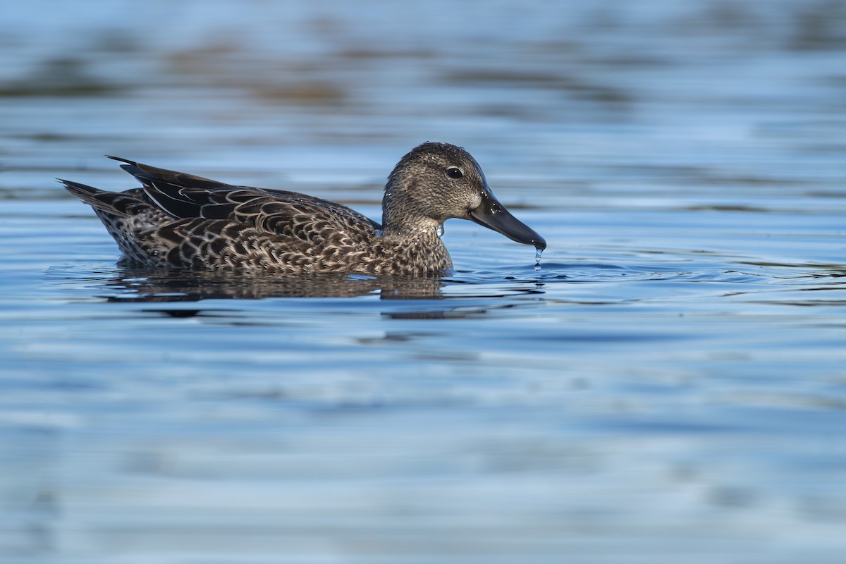 Blue-winged Teal - ML643982511