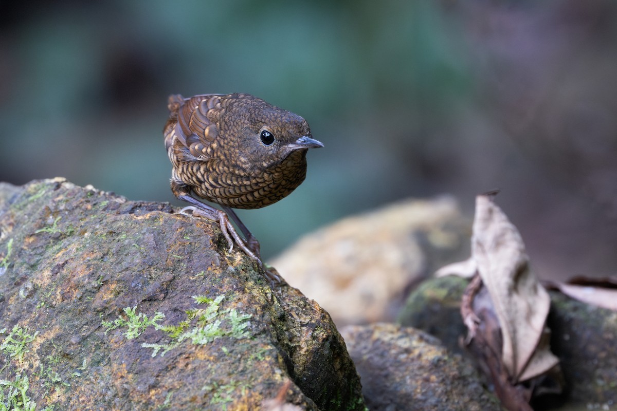 タカサゴミソサザイ - ML643982525