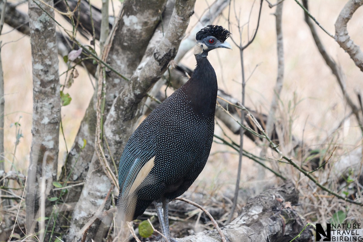 Southern Crested Guineafowl - ML643982538