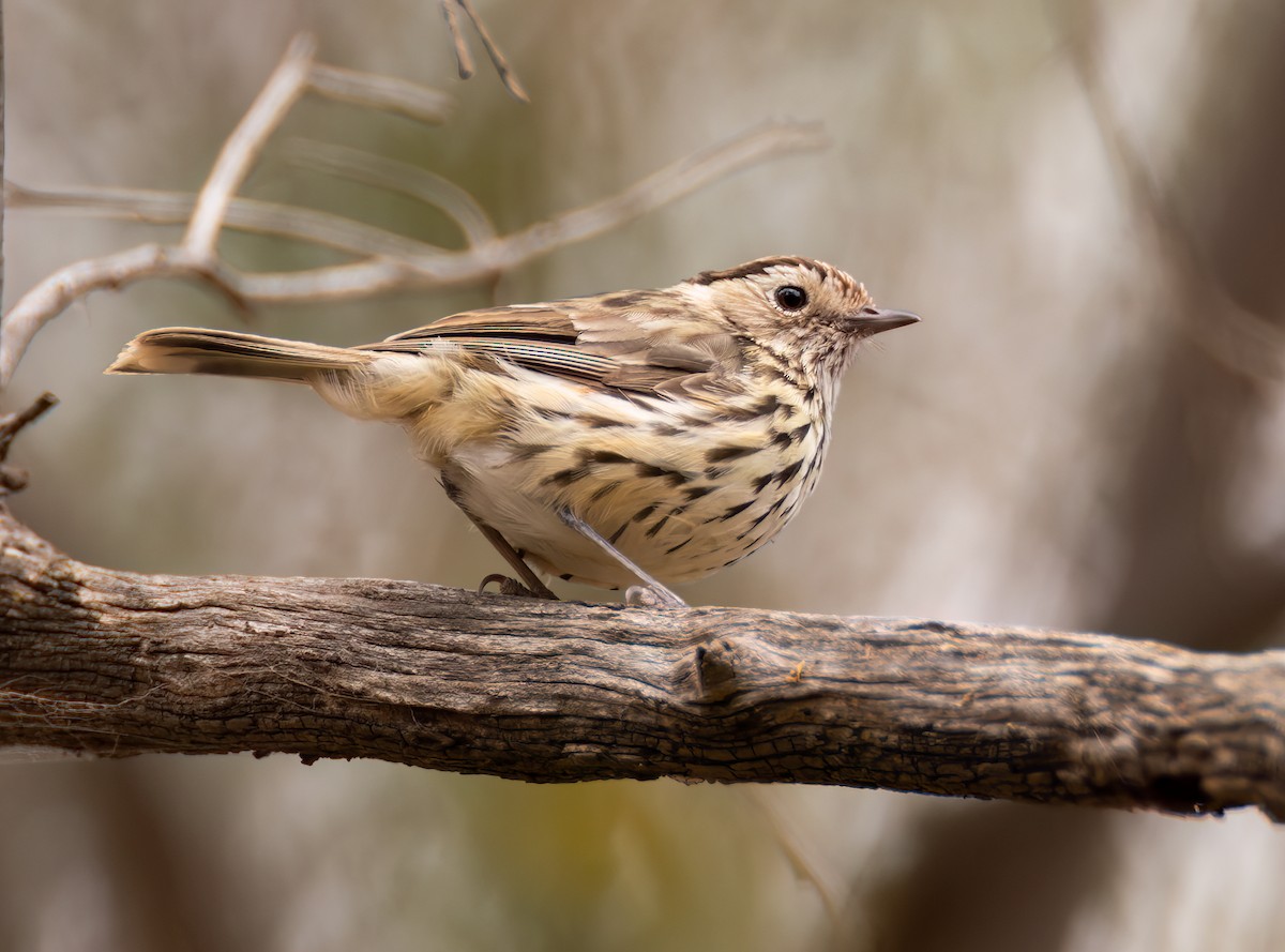 Speckled Warbler - ML643982540