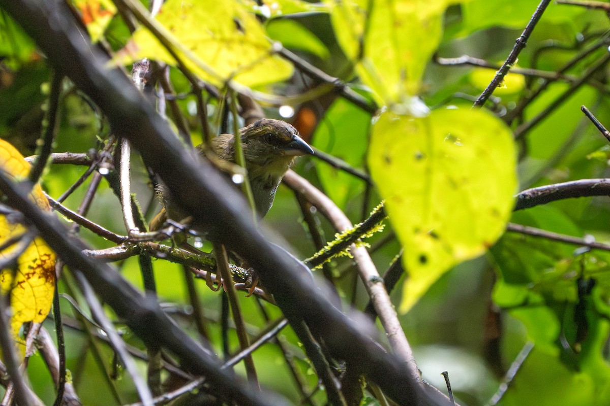 Habia à gorge rouge - ML643982578
