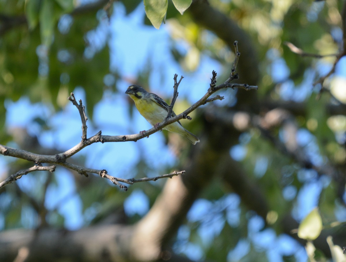 Lemon-breasted Seedeater - ML643982579