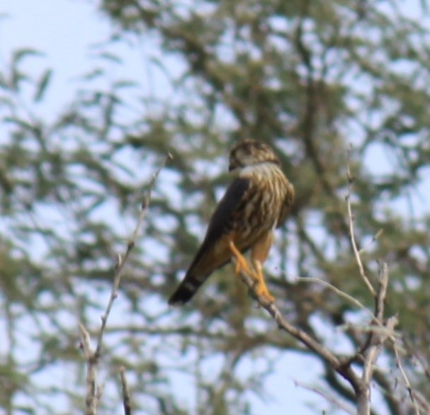 Merlin - ML643982609