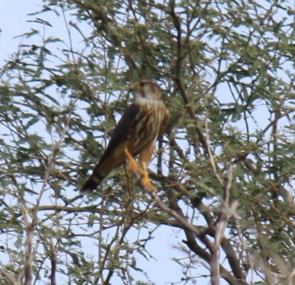 Merlin - ML643982610