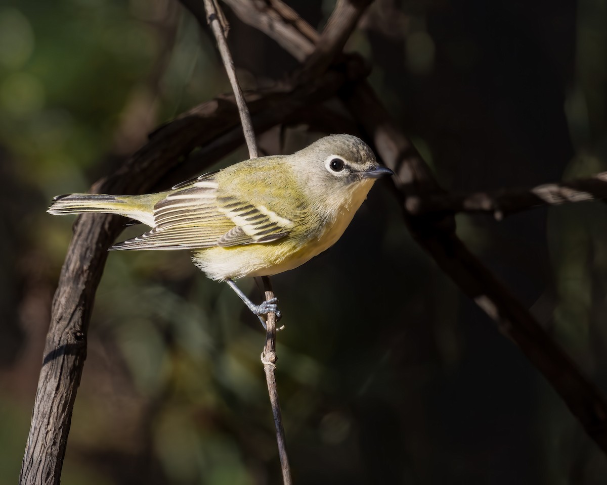 Graukopfvireo - ML643982621