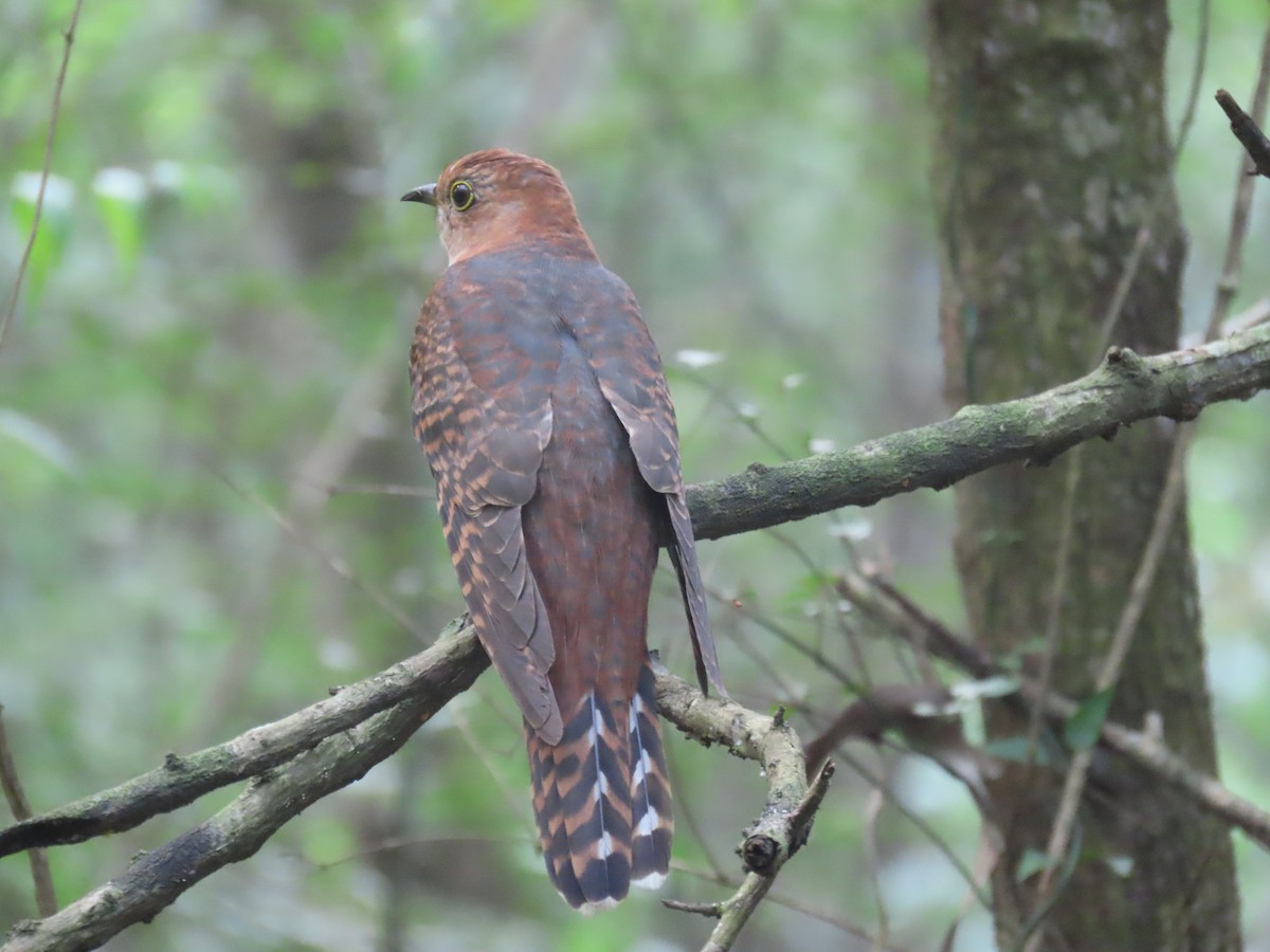 Lesser Cuckoo - ML643982629