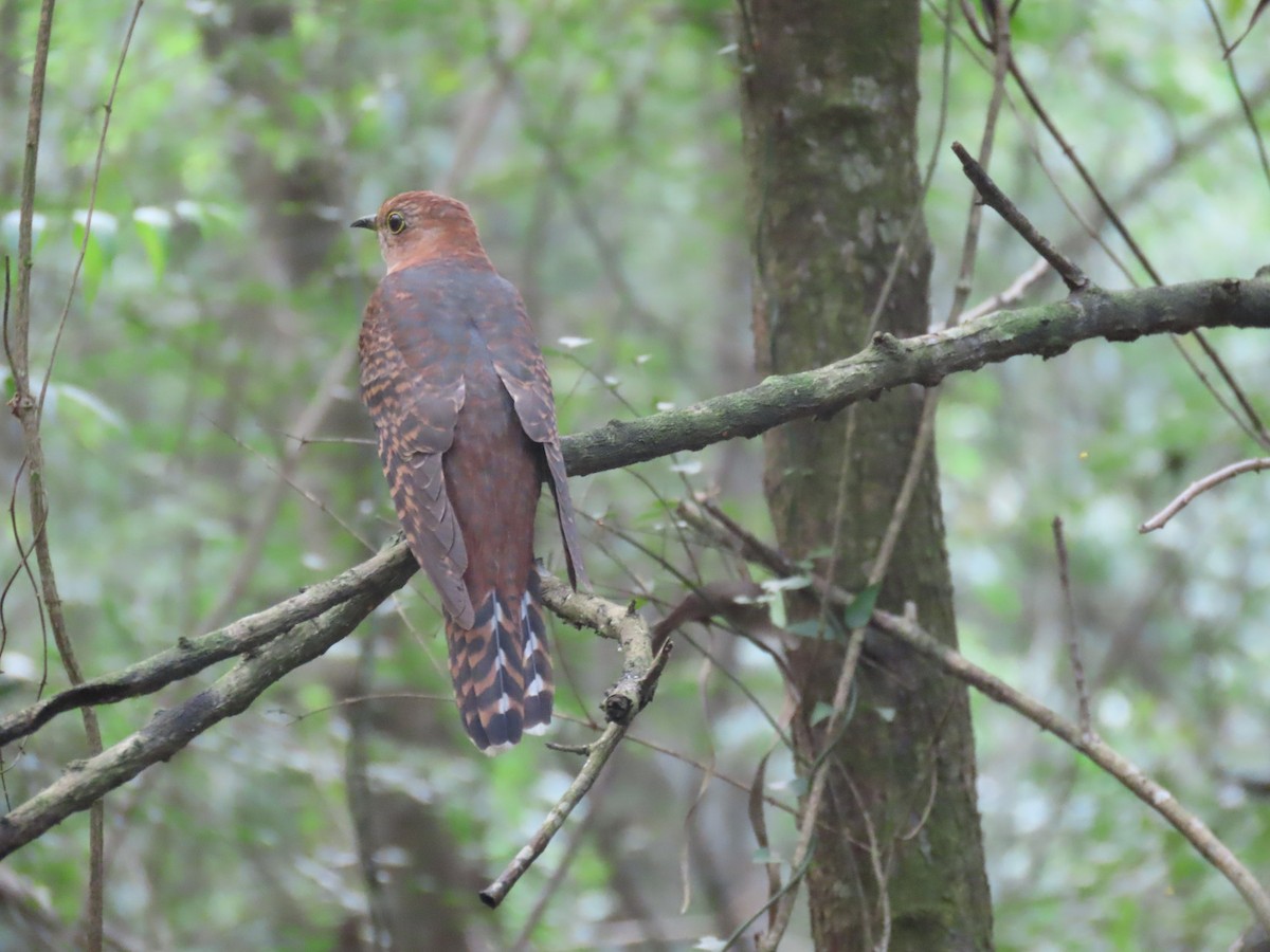 Lesser Cuckoo - ML643982630