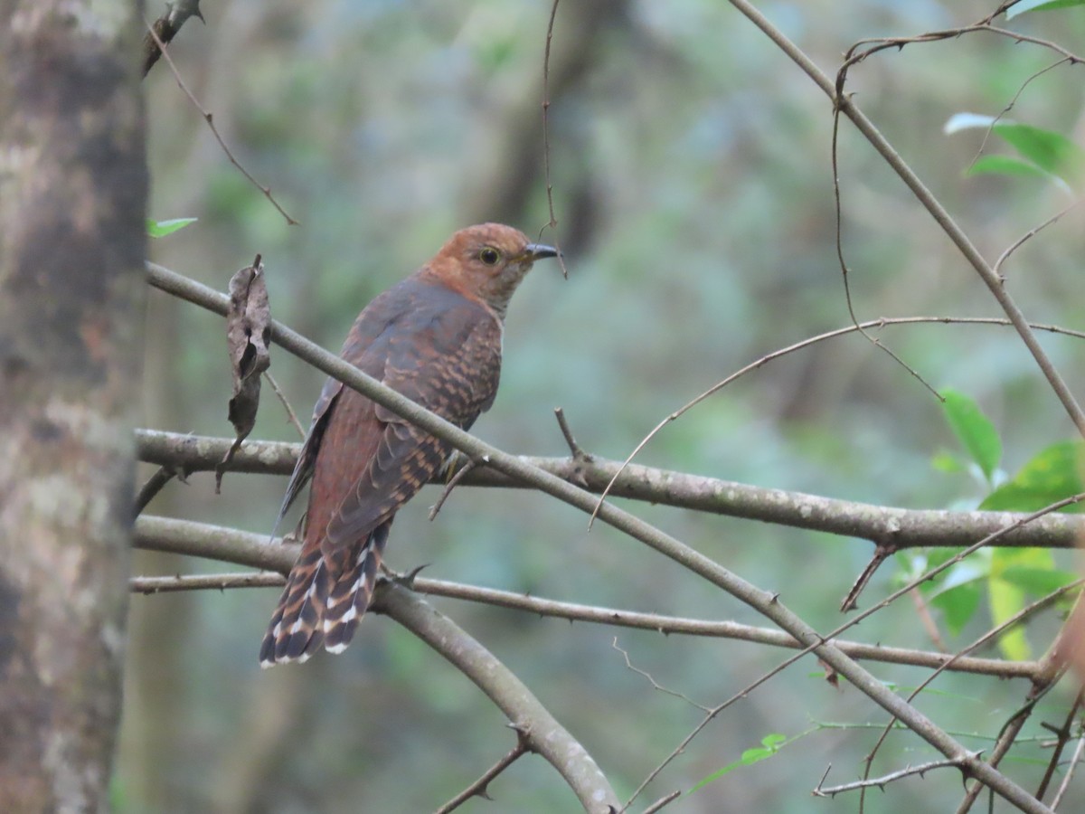 Lesser Cuckoo - ML643982631