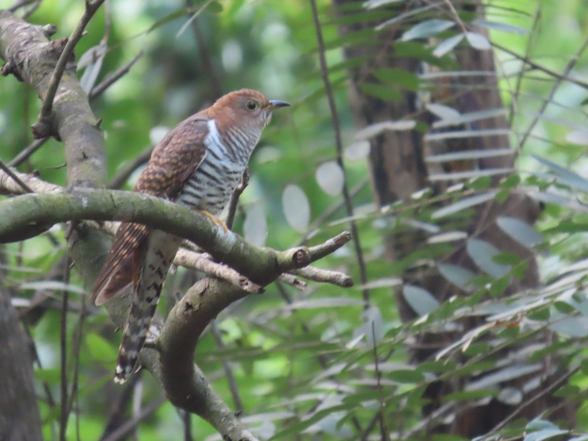 Lesser Cuckoo - ML643982632