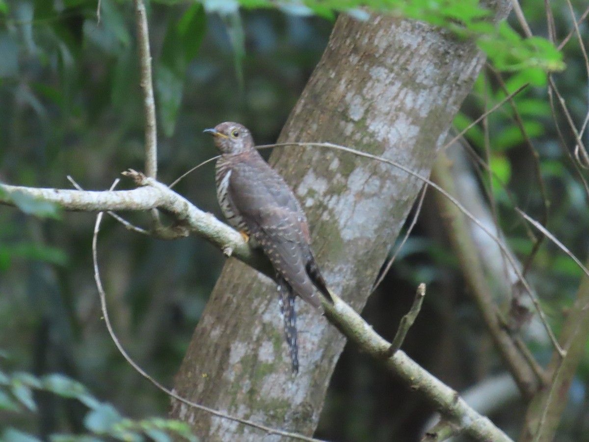 Lesser Cuckoo - ML643982633