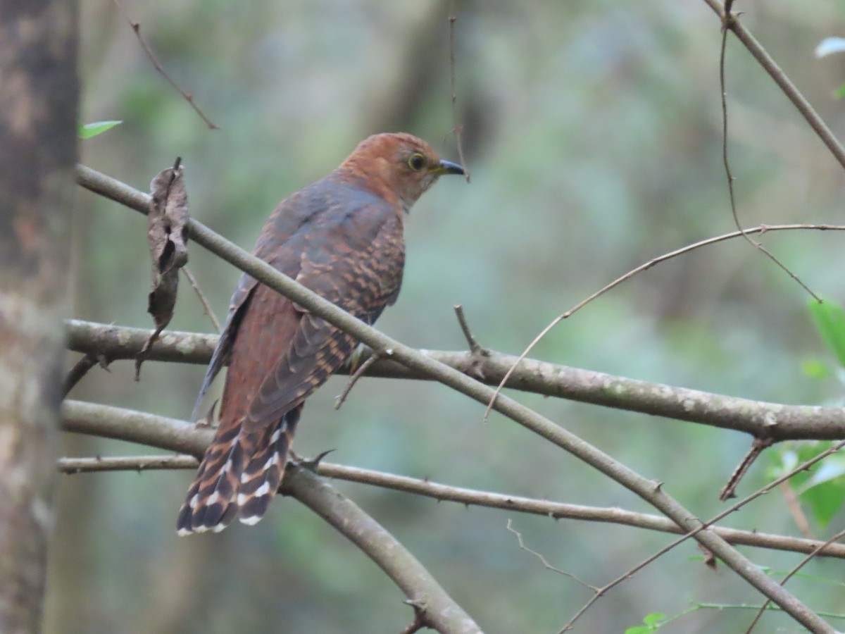 Lesser Cuckoo - ML643982634