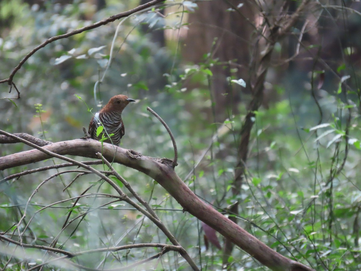 Lesser Cuckoo - ML643982635