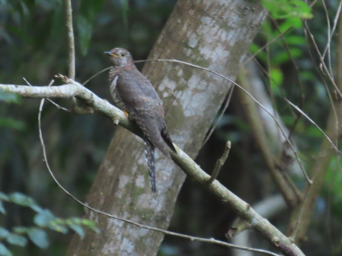 Lesser Cuckoo - ML643982636