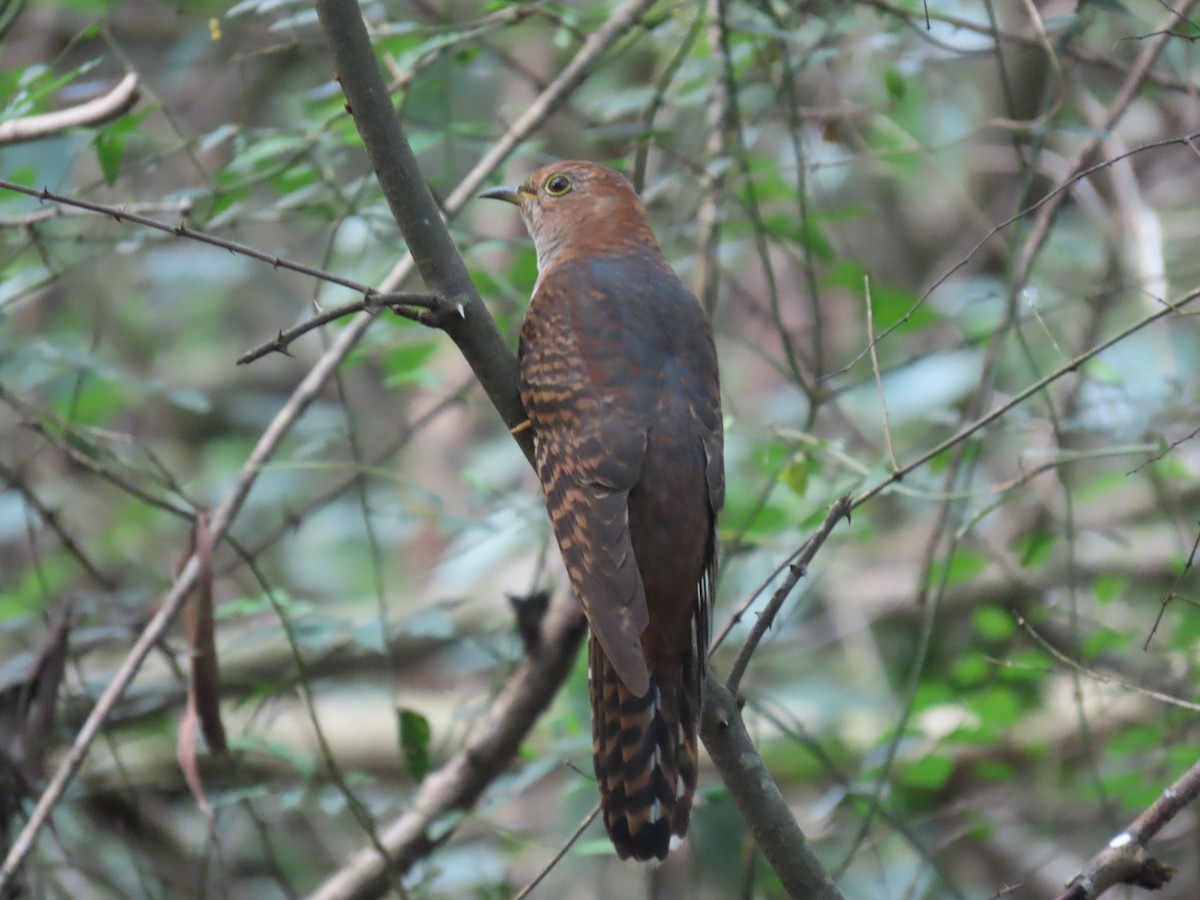 Lesser Cuckoo - ML643982637