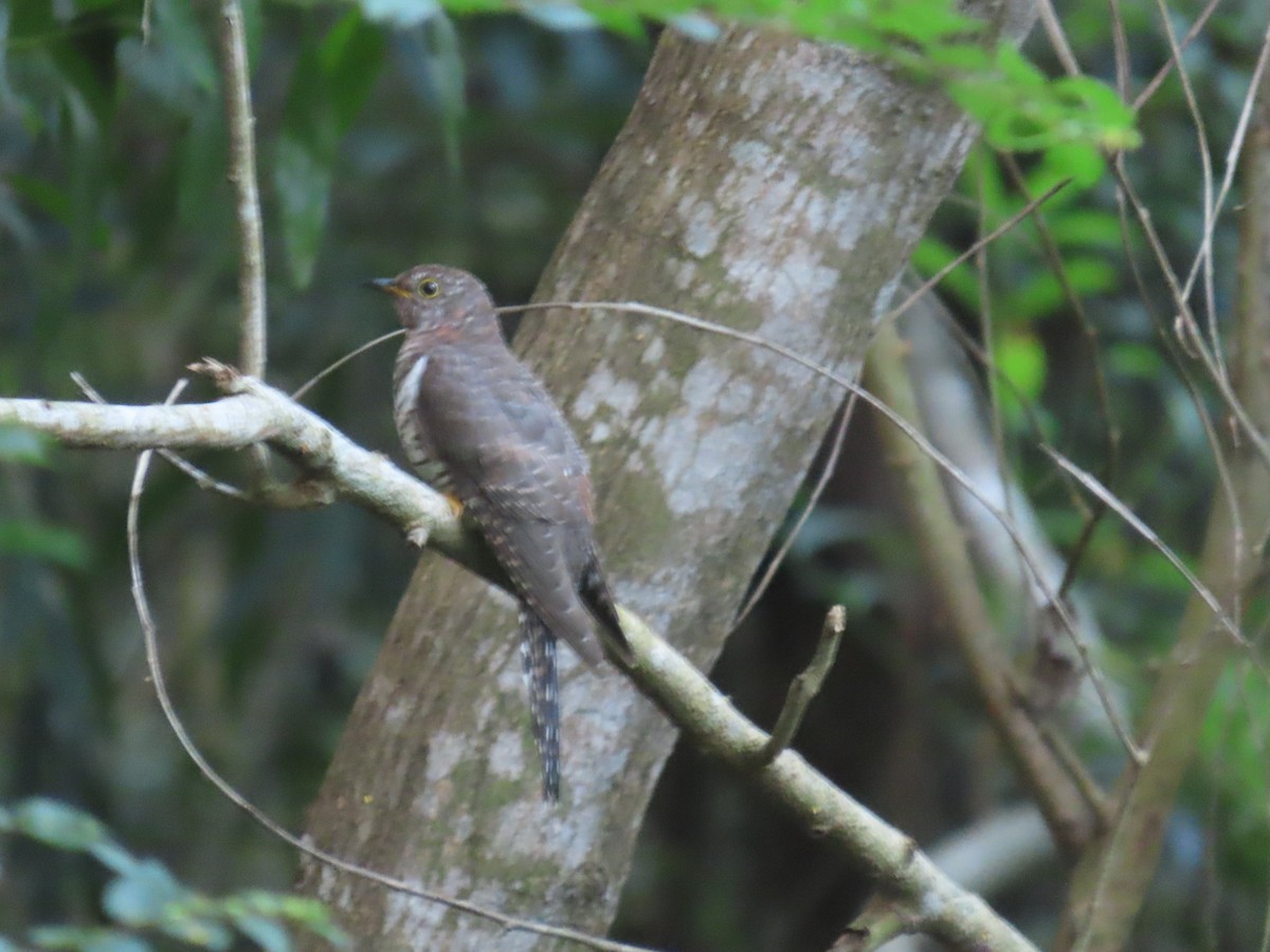 Lesser Cuckoo - ML643982638
