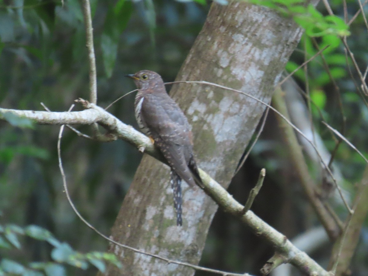 Lesser Cuckoo - ML643982639