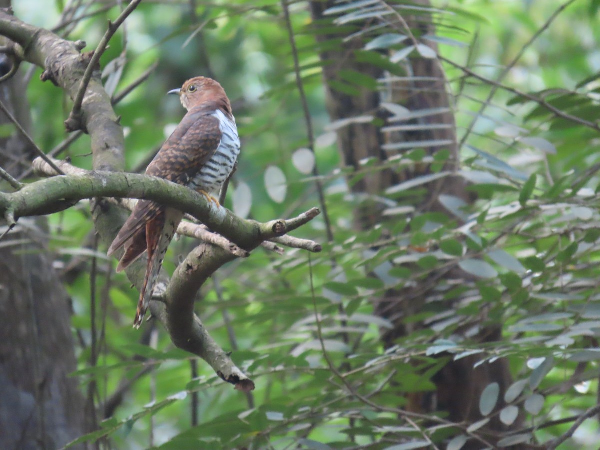 Lesser Cuckoo - ML643982640