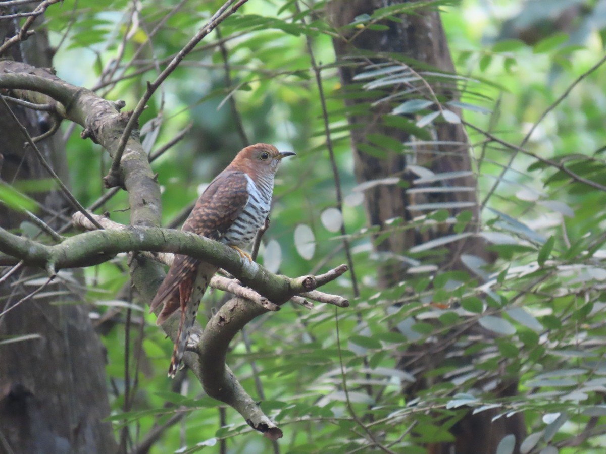 Lesser Cuckoo - ML643982641