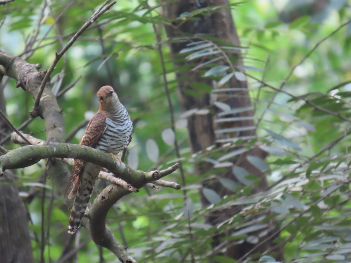 Lesser Cuckoo - ML643982642