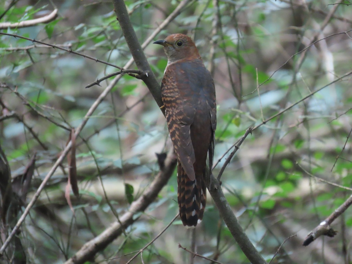 Lesser Cuckoo - ML643982643