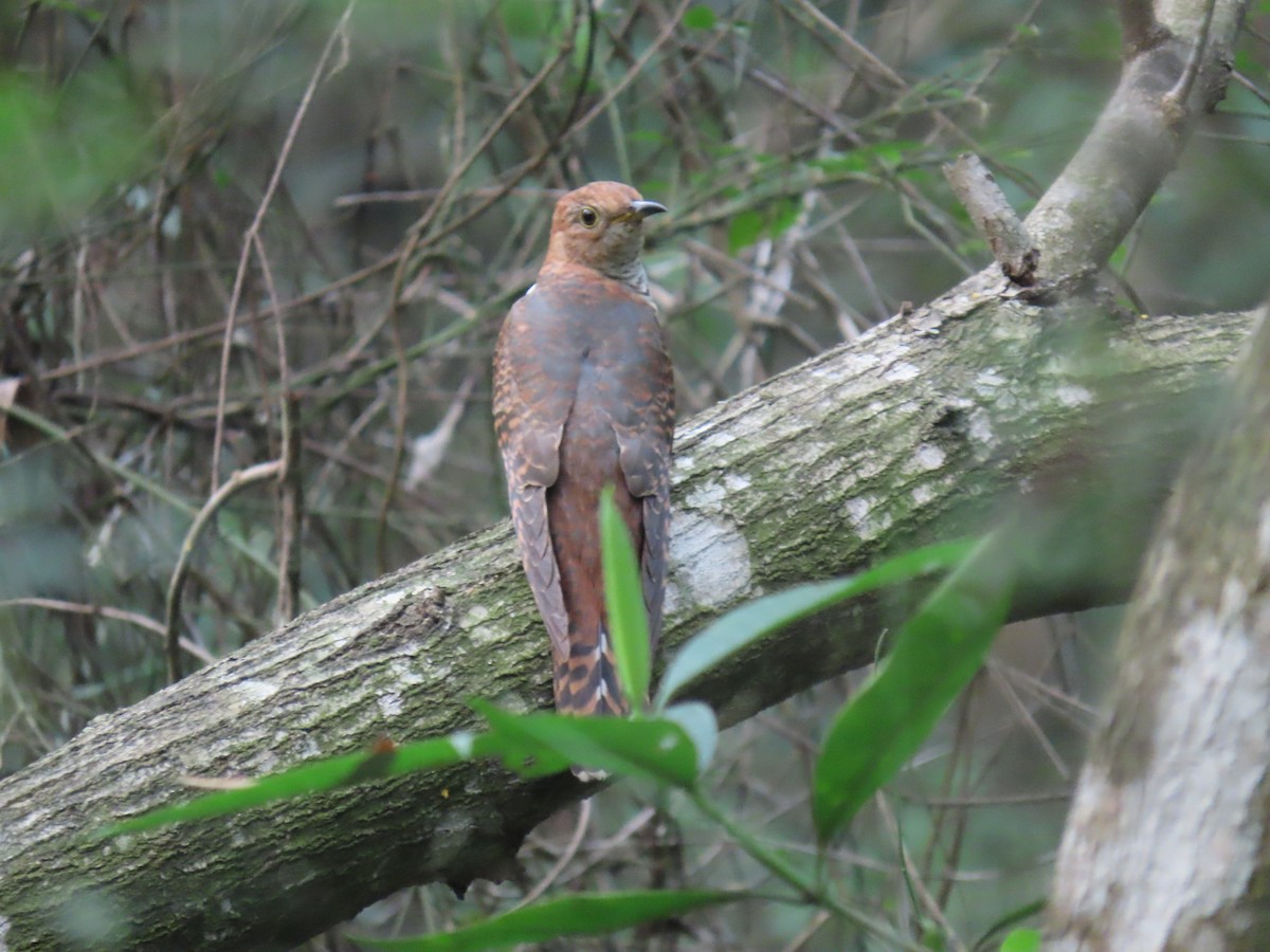 Lesser Cuckoo - ML643982644