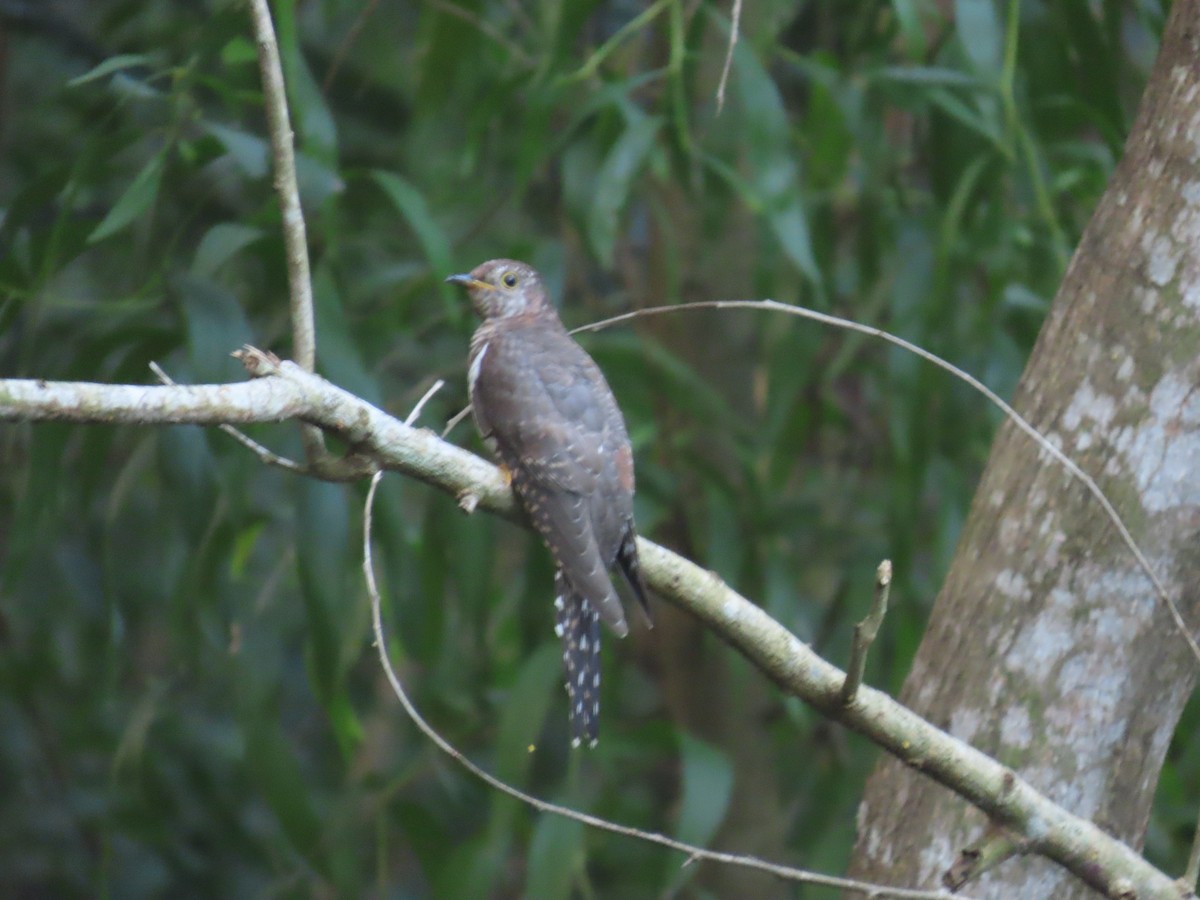 Lesser Cuckoo - ML643982645