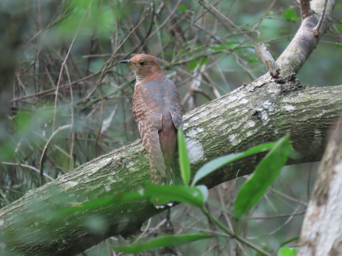 Lesser Cuckoo - ML643982646