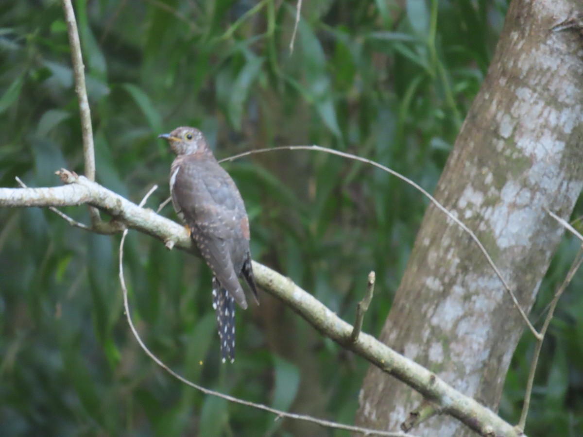 Lesser Cuckoo - ML643982647