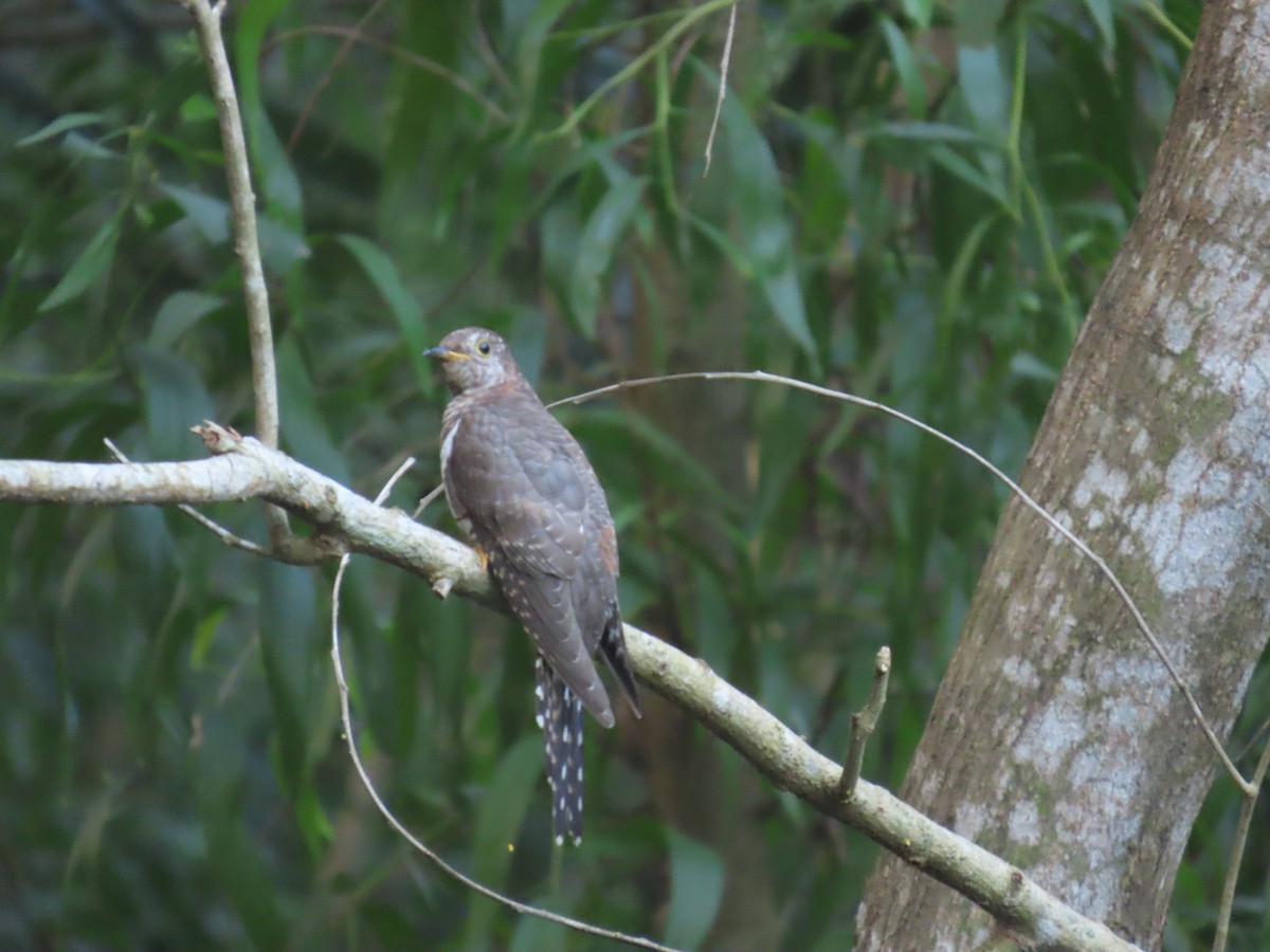 Lesser Cuckoo - ML643982648