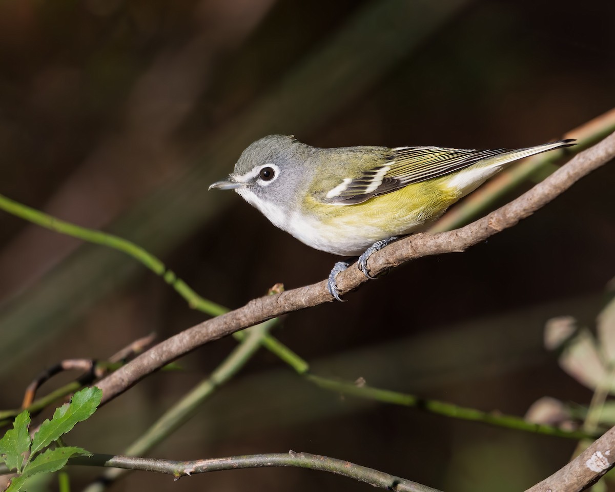 Graukopfvireo - ML643982650