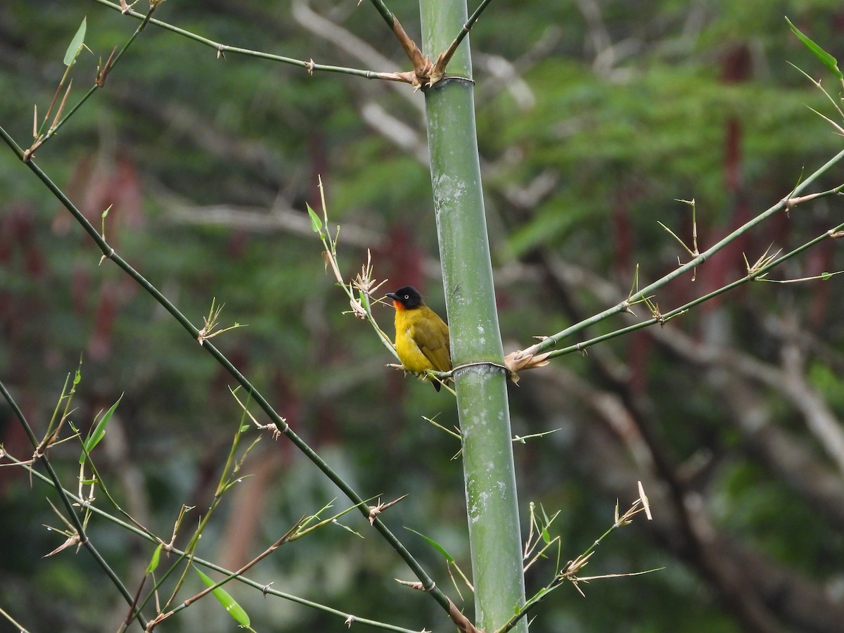Flame-throated Bulbul - ML643982664