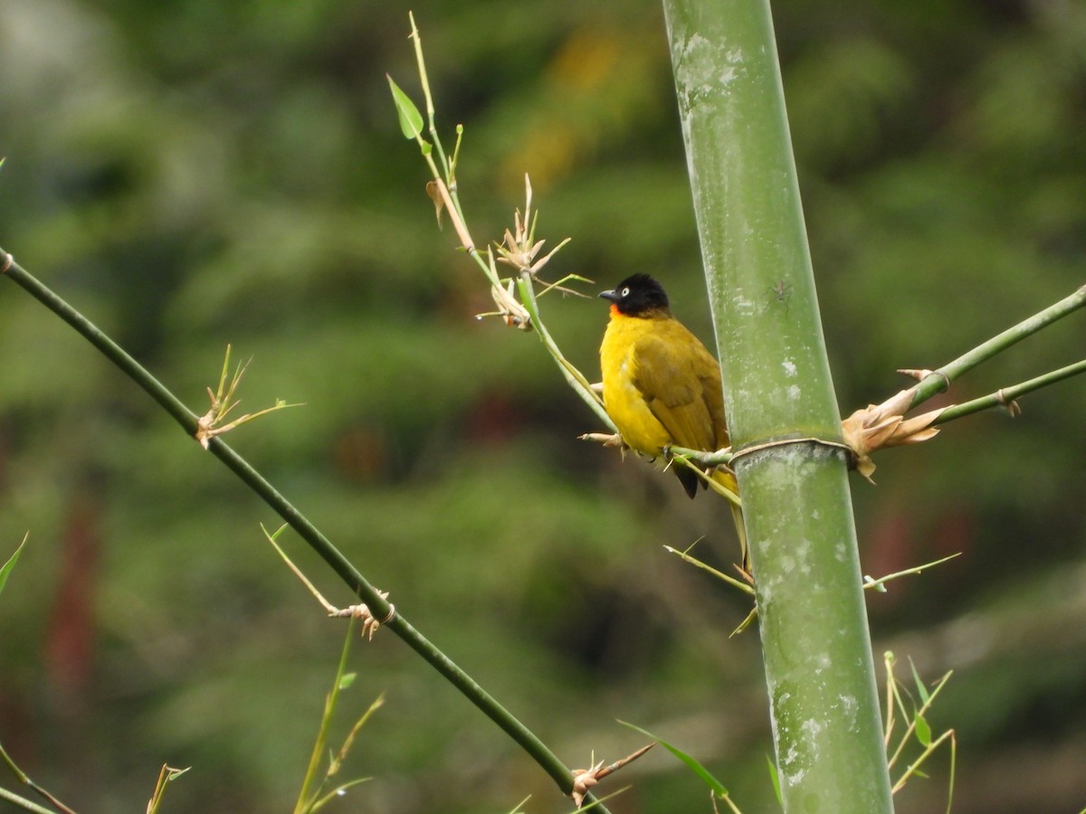 Flame-throated Bulbul - ML643982665