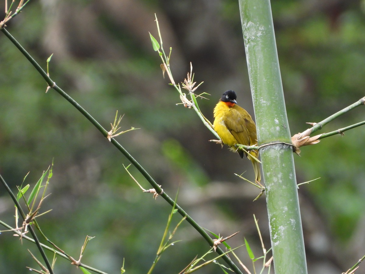 Flame-throated Bulbul - ML643982666