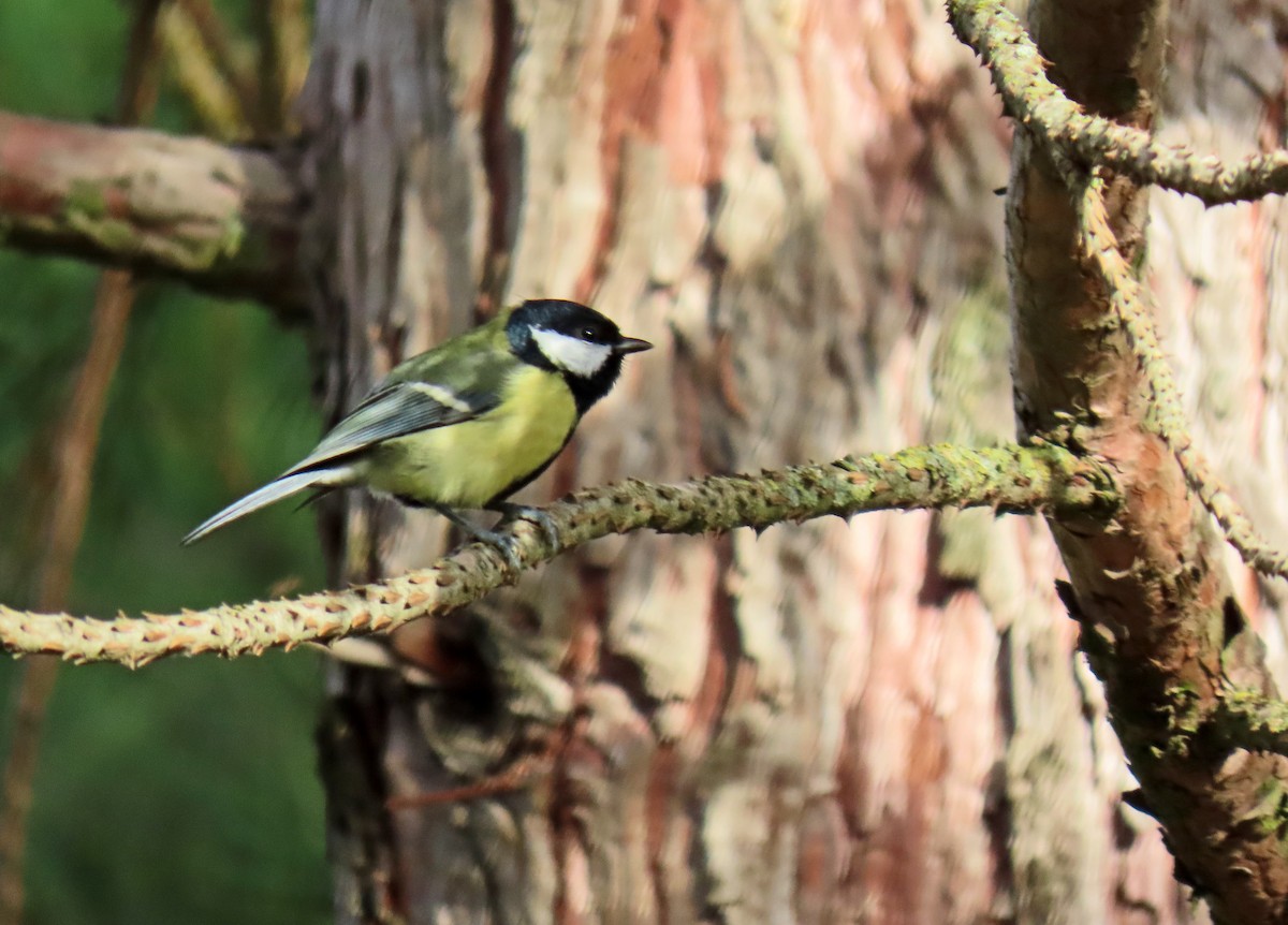 Great Tit - ML643982677