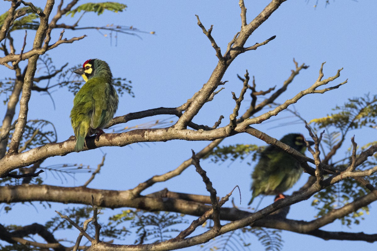 Coppersmith Barbet - ML643982681