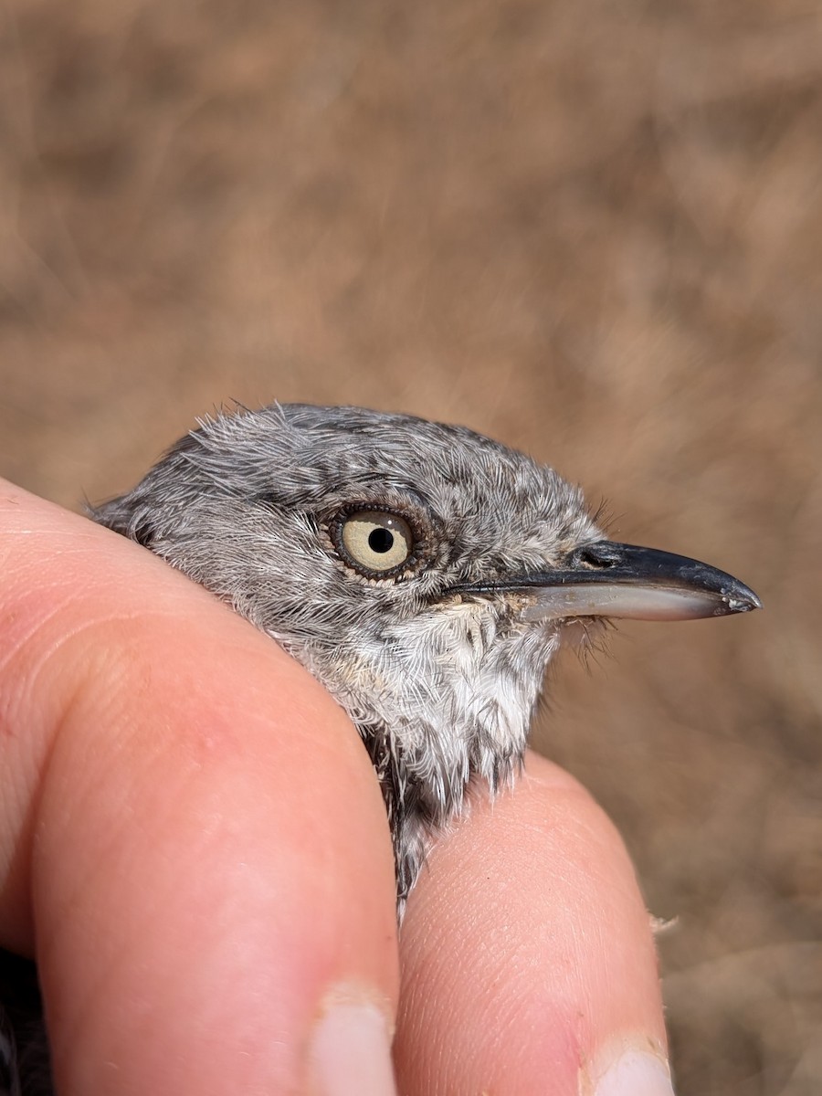 Banded Parisoma - ML643982701